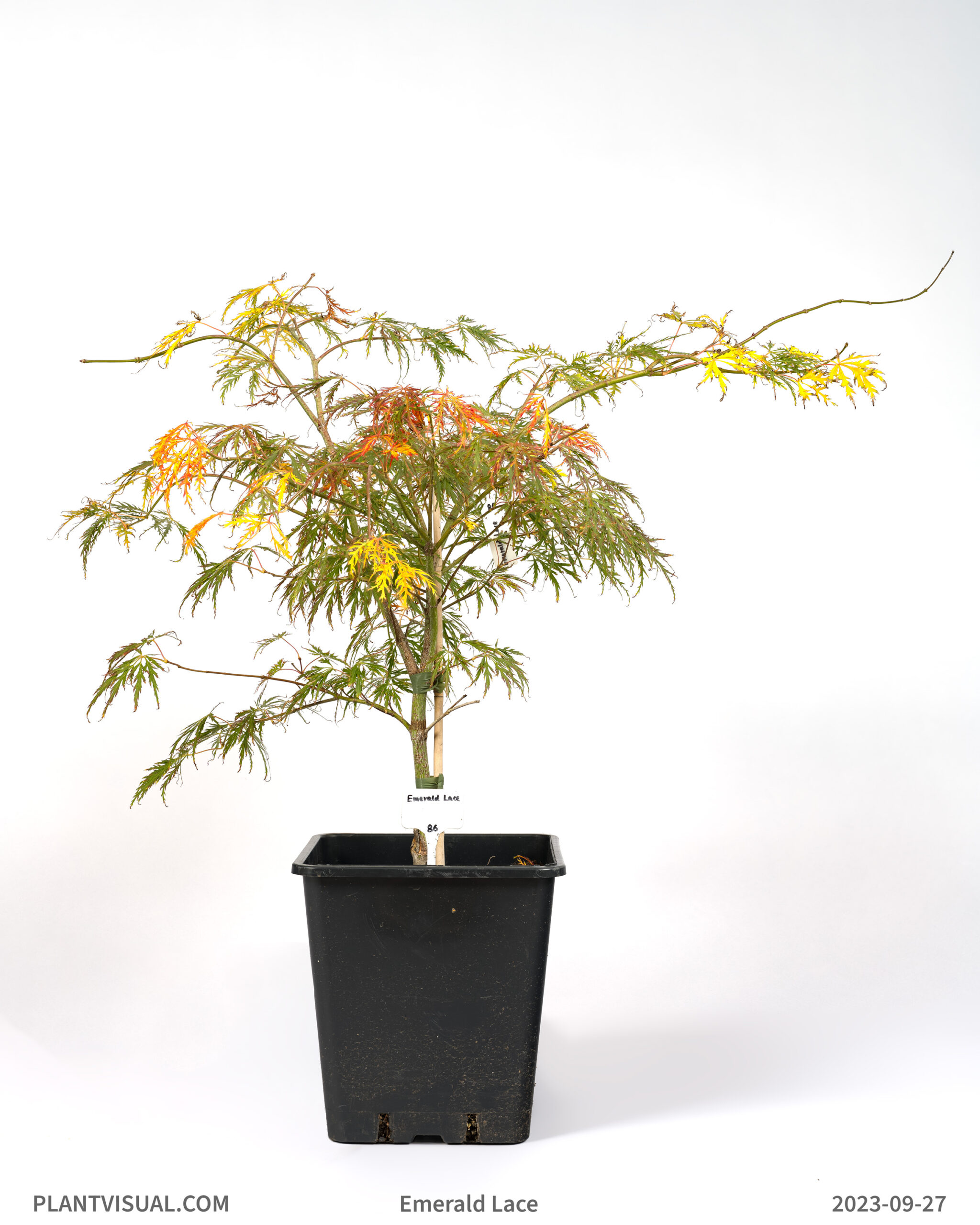 Acer Palmatum V Dissectum Emerald Lace Plantvisual